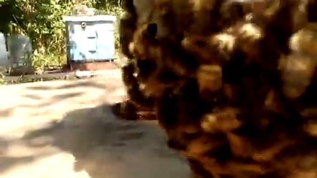 Матка в изоляторе Джинн,роения не будет. смотреть онлайн