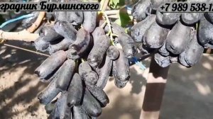 СОРТ ВИНОГРАДА АВАТАР.