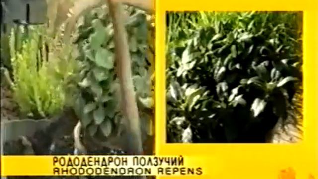 Алла Пугачева Растительная жизнь