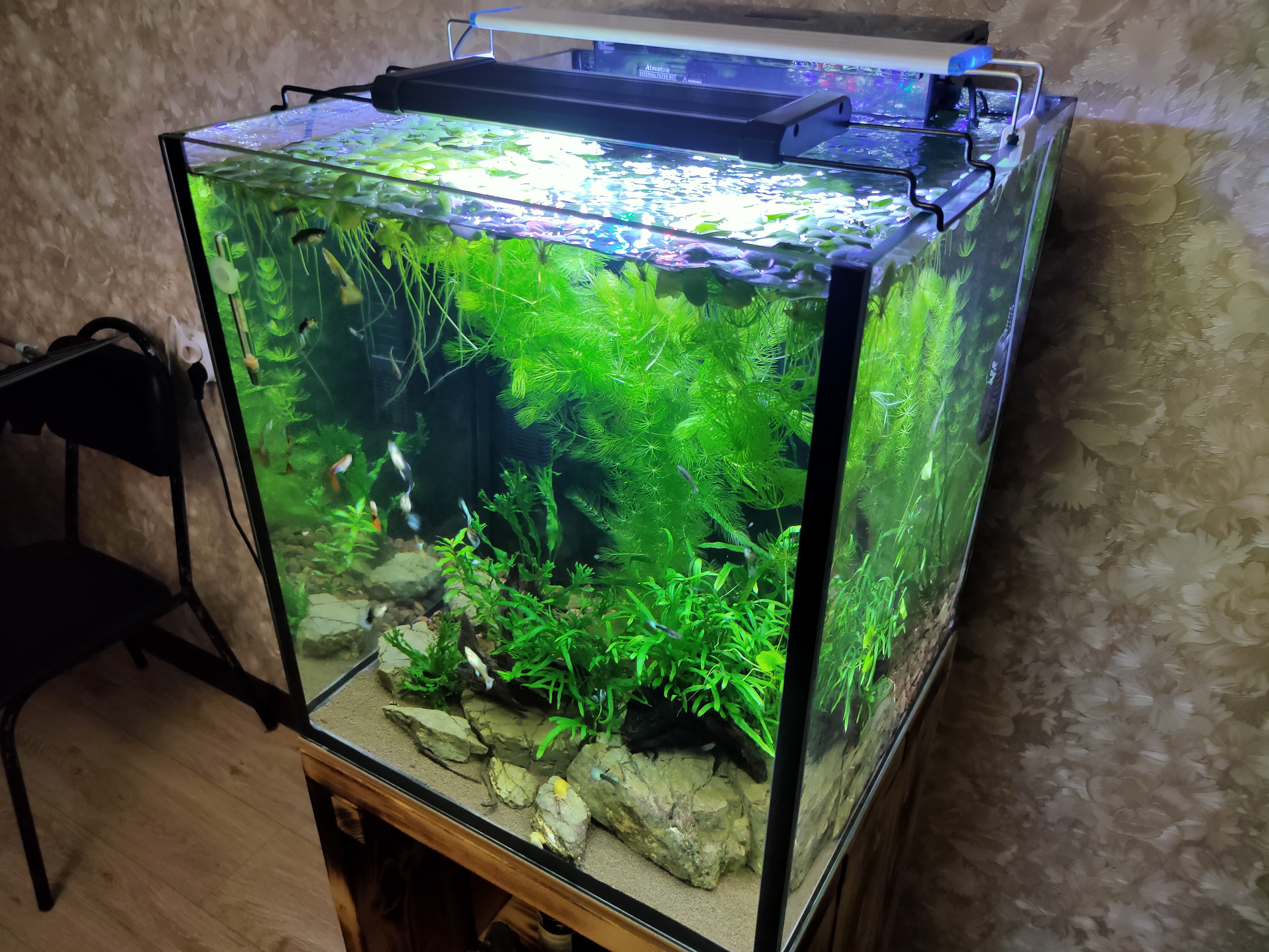 Аквариум куб отчёт 17.01.2024 г. Водоросли, освещение, планы... смотреть онлайн