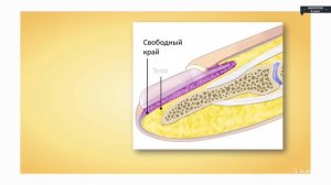 Биология - 8 класс - Кожа