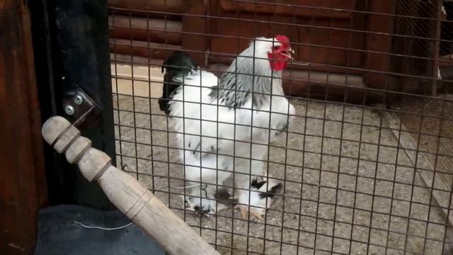 Петух Кохинхин смотреть онлайн