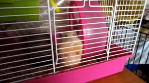 ХОМЯК ВПАЛ В СПЯЧКУ? || Хомячий блог