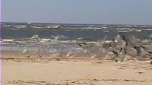 The Reserve, Savannah GA MPEG4 смотреть онлайн