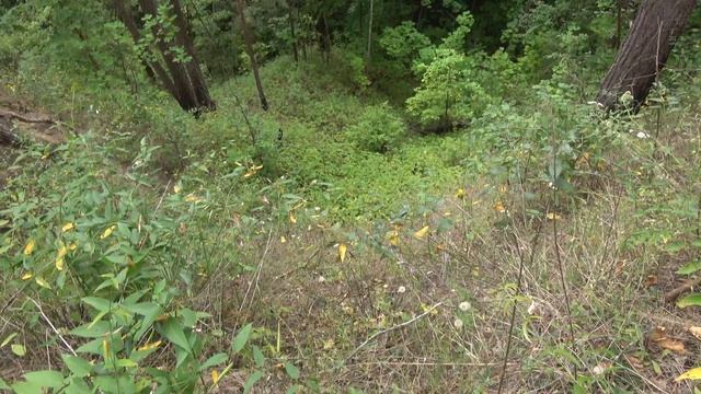 Брошенные деревни природа Тютюри Басихин Левенка Десятуха Стародуб смотреть онлайн