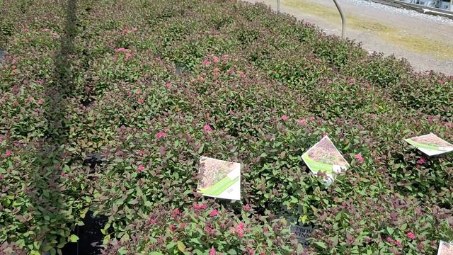 Spiraea Double Play® Pink//A Proven Winner®selection! GORGEOUS foliage and❤️️ intense pink flowers! смотреть онлайн