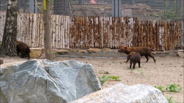 Кустарниковые собачки ходят строем 30.06.2022 смотреть онлайн