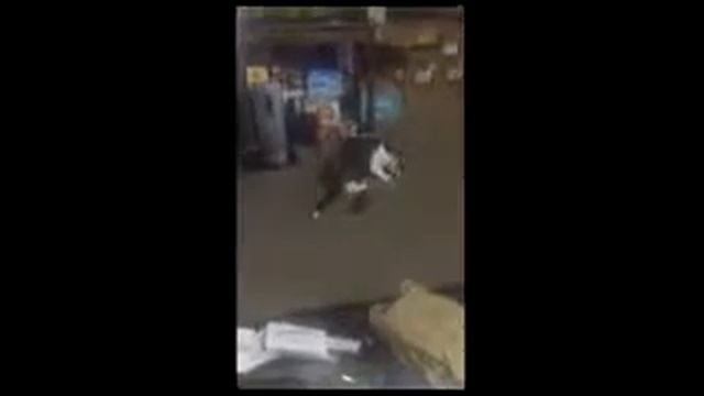 Боязнь кошек на огурцы. ??? Очень смешно смотреть онлайн