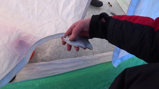 Поехали на реку за всей рыбой! Ставим жерлицы на судака и щуку,и прикармливаем белую рыбу! смотреть онлайн