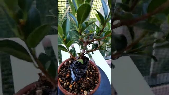 Ficus microcarpa mini смотреть онлайн