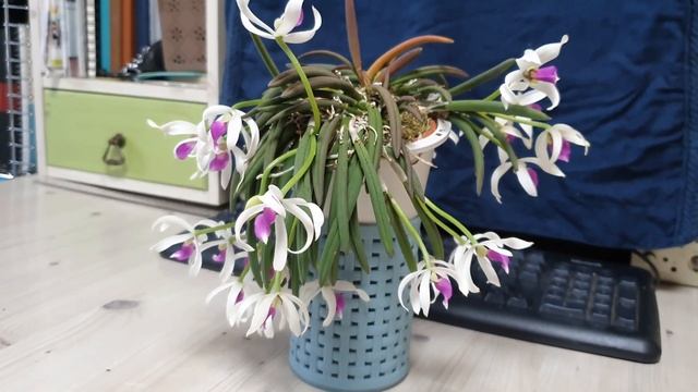 Липтотес биколор в цвету (Liptotes Bicolor.)