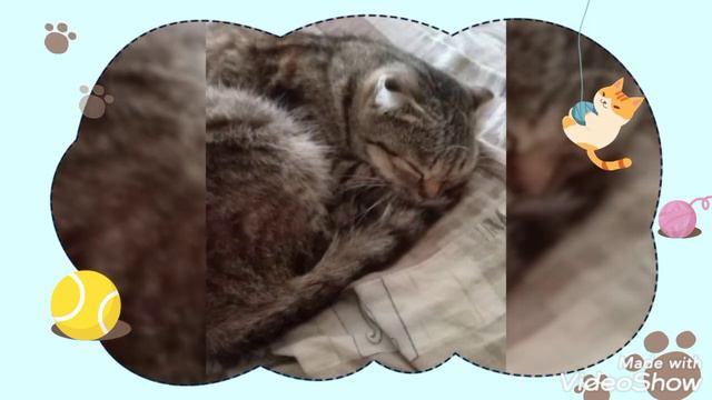 Шотландская вислоухая кошка Василиса слайдшоу смотреть онлайн