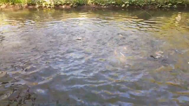 пруды, озеро, рыба, золотая форель, рыбалка, карп, сом, осетр, узв , Forellen , Angeln , Fisch