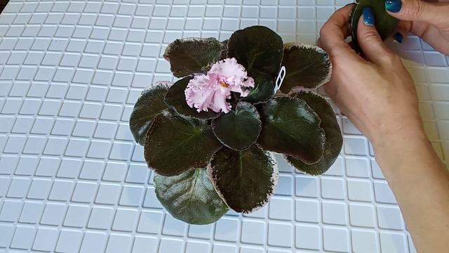 Почему у фиалки портятся листья? Мой опыт. Фиалки у Алисы. смотреть онлайн