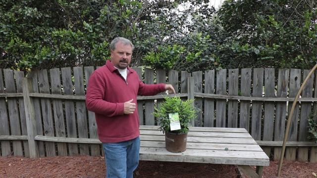 'Lemon Lime' Nandina - Super Low Maintenance Colorful Shrub