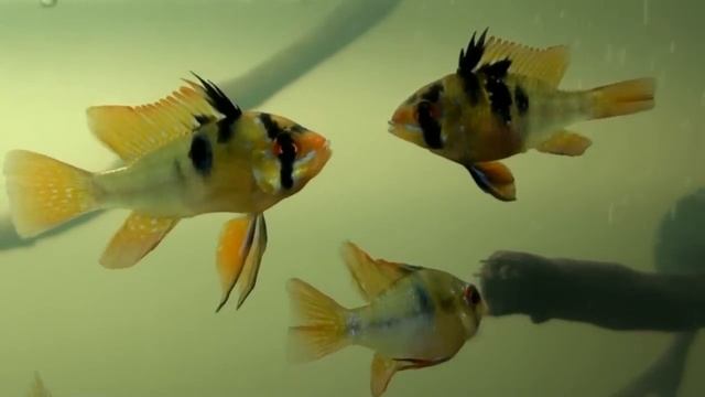 Apistogramma ramirezi (HD movie 01) - Ramirez's dwarf cichlid. смотреть онлайн