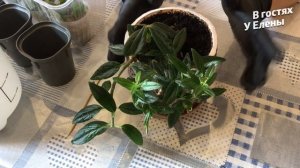 КОЛУМНЕЯ  РАЗМНОЖЕНИЕ ЧЕРЕНКАМИ. УХОД В ДОМАШНИХ УСЛОВИЯХ.