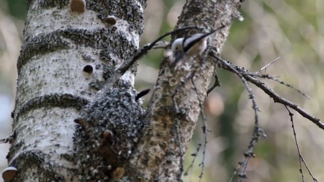 Ополовники строят гнездо. Aegithalos caudatus смотреть онлайн