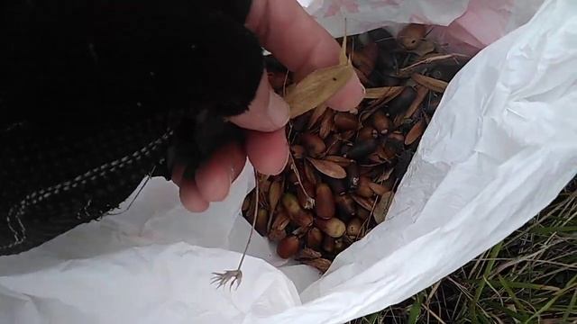 Fraxinus Angustifolia vs. Quercus Ilex rotundifolia. смотреть онлайн