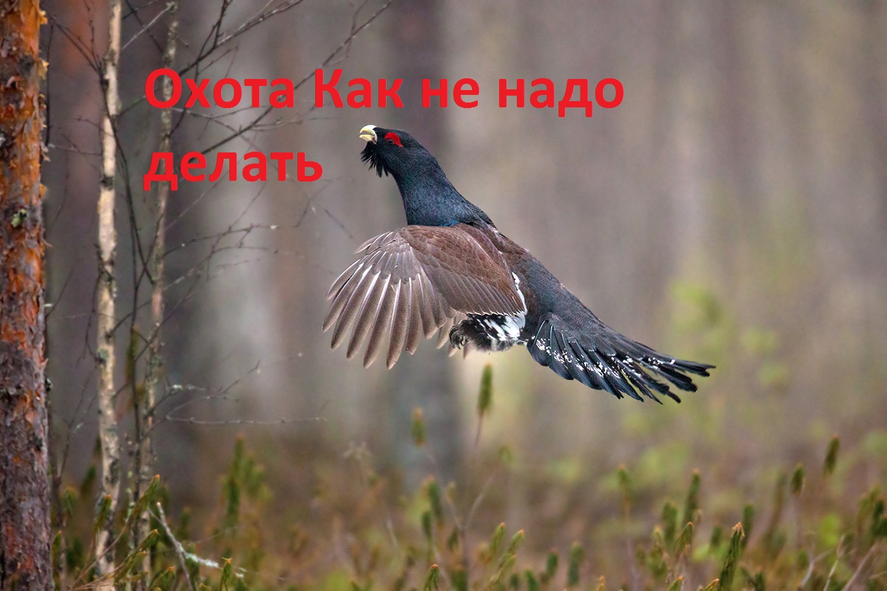 Охота на глухаря. Как не надо делать смотреть онлайн
