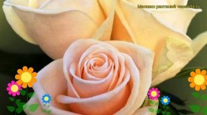 Роза чайно-гибридная Талея. Краткий обзор, описание характеристик, где купить саженцы Talea