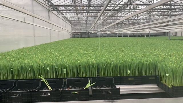 МОИ РАСХОДЫ НА ПРОДУКТЫ ПИТАНИЯ В ГОЛЛАНДИИ ЗА МЕСЯЦ. БЫТОВЫЕ ВОПРОСЫ. РАБОТА В ЕВРОПЕ ДЛЯ РУССКИХ смотреть онлайн