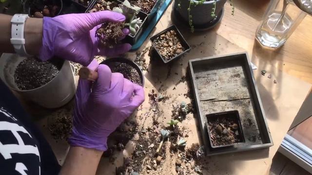 Композиция из суккулентов (Succulents repotting) смотреть онлайн
