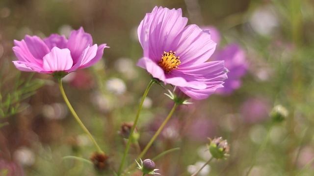 3 часа беззаботного пения птиц на цветочном лугу. смотреть онлайн