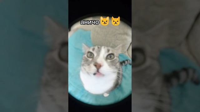 телефон ичо смотреть онлайн
