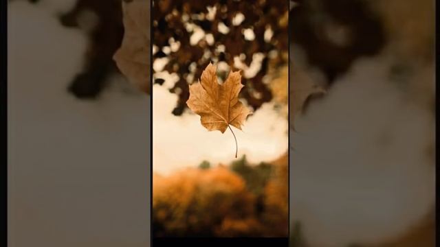 Лови обои для телефона смотреть онлайн