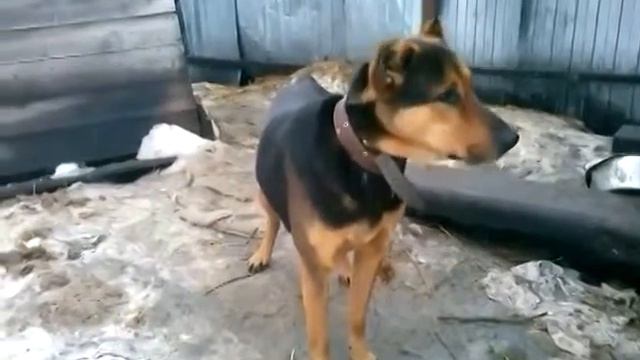 Красавец Аберон смотреть онлайн
