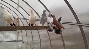 голуби Алтайского края