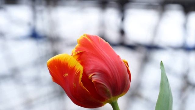 Box of Rococo Tulips (мы теплица Лаврики , это наши тюльпаны! =) смотреть онлайн