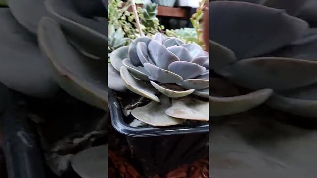 ECHEVERIA DUSTY ROSE смотреть онлайн