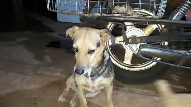 Действие яда жабы-ага смотреть онлайн