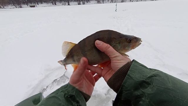 КАК У КОНЯ?ОКУНЬ 32 СМ В ЛУНКУ НА 00:8 ЛЕСКУ!?КОНСКАЯ РЫБАЛКА? смотреть онлайн