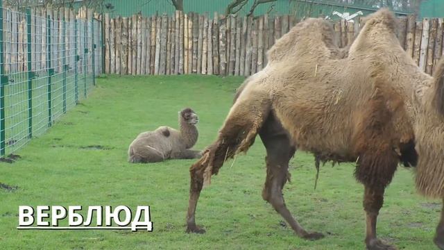 Сборник животные/Животные леса и домашние животные/Collection of animals смотреть онлайн