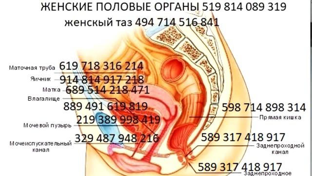 ЖЕНСКЫЕ ПОЛОВЫЕ ОРГАНЫ 519 814 089 319 смотреть онлайн