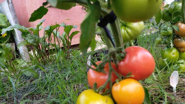 Чудесная гроздь! Полный обзор томата смотреть онлайн