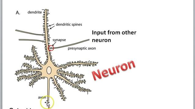 Brain part 1 смотреть онлайн