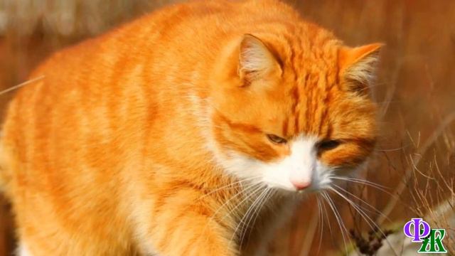 КОТ уже потерял надежду, и С истошным КРИКОМ крепко ВЦЕПИЛСЯ в ноги какой-то девушки смотреть онлайн