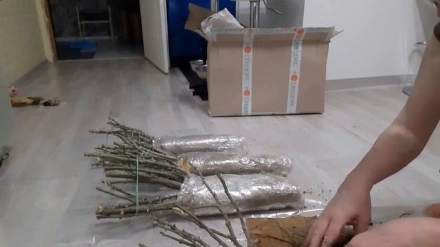 Саженцы роз нашего питомника, Сезон - весна 2023. Питомник роз Полины Козловой rozarium.biz смотреть онлайн