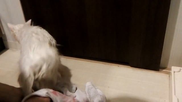 Кошки принимают ванну ④♥не любит фен♥Кошка кот Котик Кошечка милый смешной смотреть онлайн