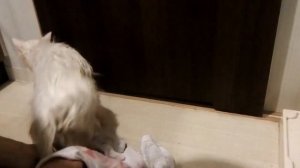 Кошки принимают ванну ④♥не любит фен♥Кошка кот Котик Кошечка милый смешной