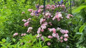 Роза Зе Фэйри (The Fairy, Bentall, Великобритания, 1932 г.). #розы_в_подмосковье #роза_фейри