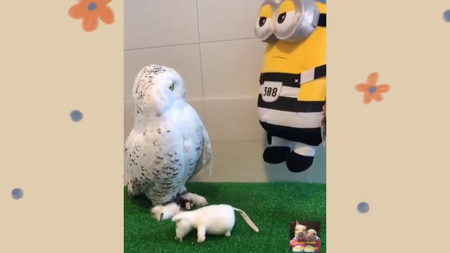 Смешные животные. Выпуск 22. Поросята - мини пигги, обезьяна, собака, попугай, совы и другие. смотреть онлайн