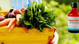 Нашатырный спирт для рассады томатов и перцев, удобрение, подкормка, опрыскивание, сохранение