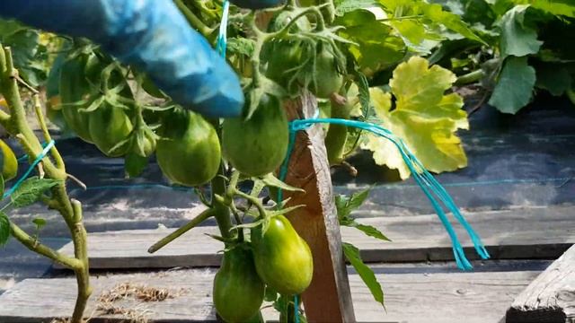 Томат Грушка полосатая