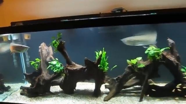 My 2 aquariums - Black Arowana and Hystrix смотреть онлайн