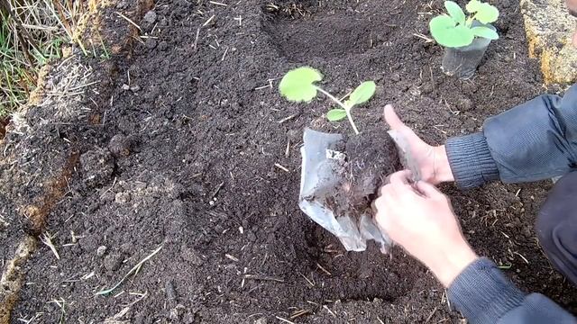 Секреты раннего урожая кабачков. Выращивание кабачков хитрым способом смотреть онлайн